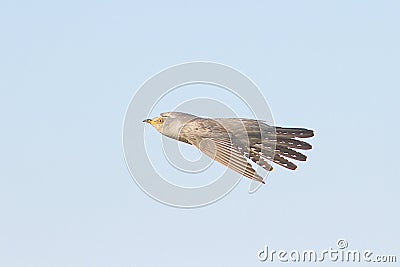 Common Cuckoo / Cuculus canorus ( Europe Stock Photo