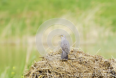 Common Cuckoo / Cuculus canorus ( European Cuckoo) Stock Photo