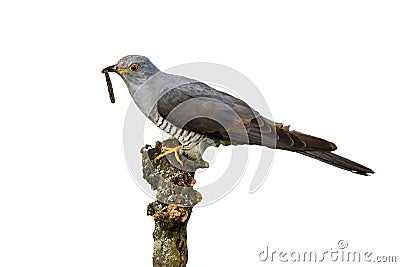 Common cuckoo feeding on bough on white background. Stock Photo