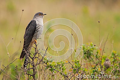 Common cuckoo Cuculus canorus sitting on a barbed branch Stock Photo