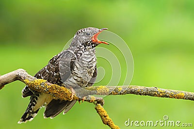 The common cuckoo Cuculus canorus Stock Photo