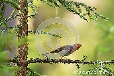 A common curious European songbird European robin, Erithacus rubecula perched on a spruce branch Stock Photo