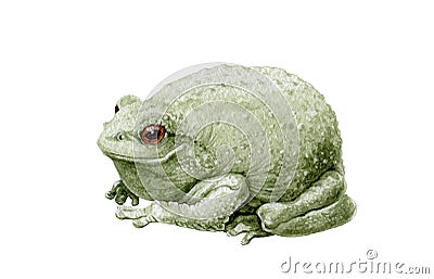 Common cute green toad or frog watercolor illustration. Close up amphibia graphic image. Forest toad isolated on white background. Cartoon Illustration