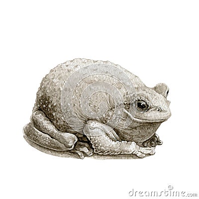 Common cute toad or frog watercolor illustration. Close up amphibia graphic image. Forest brown toad isolated on white background. Cartoon Illustration