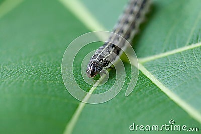 Common cutworm on leaves Stock Photo