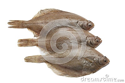 Common dab fishes Stock Photo