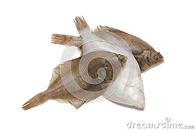 Common dab fishes Stock Photo