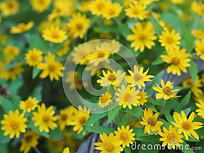 Common daisy, Bellis perennis, Dahlberg Daisy, Gold Carpet, Golden Fleece, Butter Daisy, Dayâ€™s Eye,Thymophylia Tenuiloba yellow Stock Photo