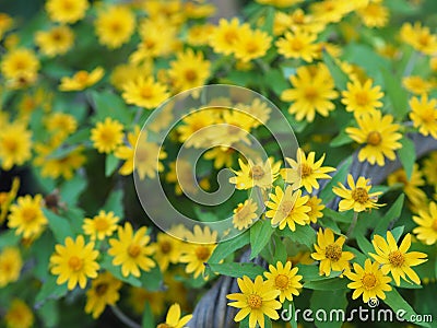 Common daisy, Bellis perennis, Dahlberg Daisy, Gold Carpet, Golden Fleece, Butter Daisy, Dayâ€™s Eye,Thymophylia Tenuiloba yellow Stock Photo