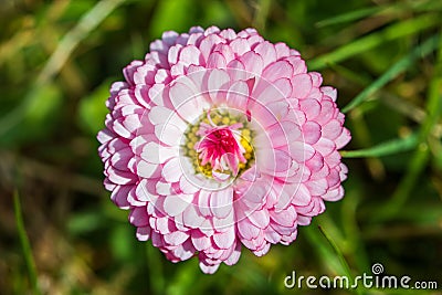 Common daisy Bellis perennis Stock Photo