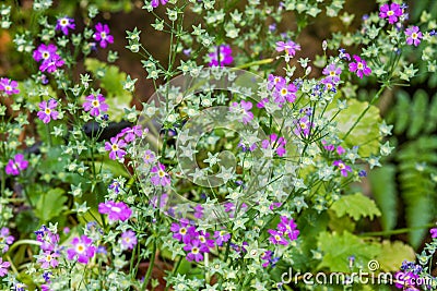 Common daisy Bellis Perennis - Plantae Angiosperms Eudicots Asterids Asterales Asteraceae Stock Photo