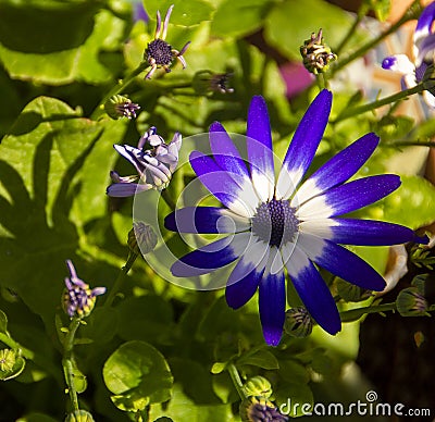 Common Daisy Bellis perennison a in a garden background. Stock Photo