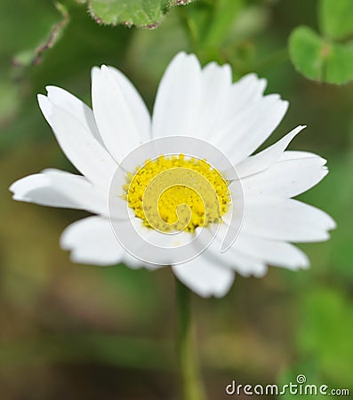 Common Daisy flower Stock Photo