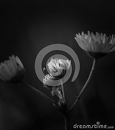 Common daisy start to blooming Stock Photo