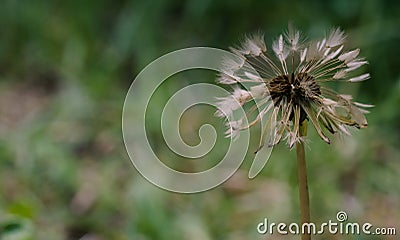 Common dandelion, ripe fruit, the so-called dandelion Stock Photo