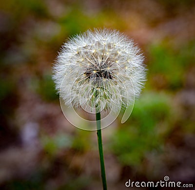 Common dandelion - Taraxacum officinale - close up of white fuzzy fluffy seed head in North Florida with blurred background Stock Photo
