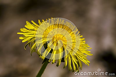 Dandelion Stock Photo