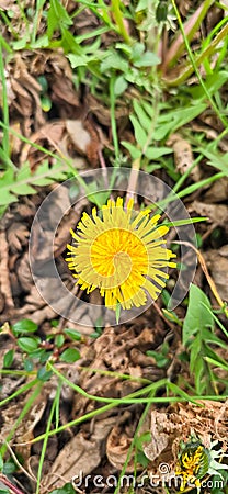 Common dandelion (Taraxacum sect. Ruderalia Stock Photo