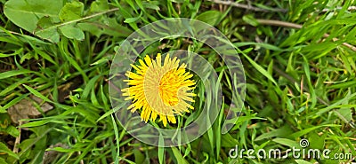 Common dandelion (Taraxacum sect. Ruderalia Stock Photo