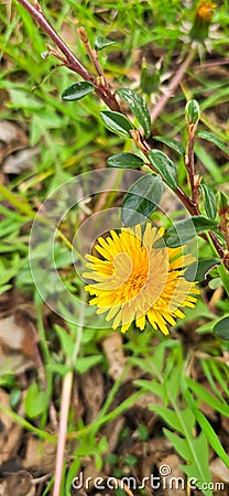 Common dandelion (Taraxacum sect. Ruderalia Stock Photo