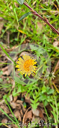 Common dandelion (Taraxacum sect. Ruderalia Stock Photo