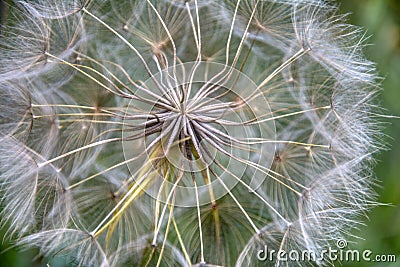 Common Dandelion Tuft Stock Photo