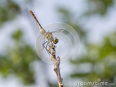 Common darter, young males Stock Photo