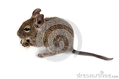 Common Degu, Brush-Tailed Rat, Octodon degus Stock Photo