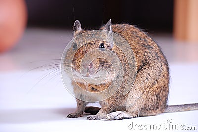 Common Degu Stock Photo