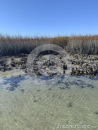Oysters in mud and water exposed at low tide clear water Stock Photo