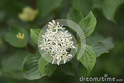 Common Dogwood Stock Photo