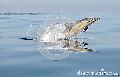 Common Dolphin leaping in south africa Stock Photo