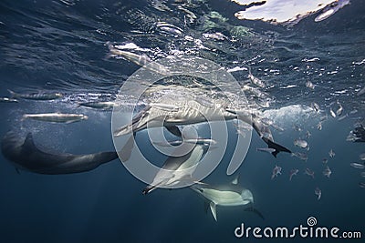 Common Dolphins Feeding Stock Photo