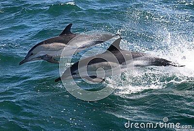 Common Dolphins Stock Photo