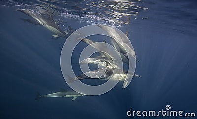 Common Dolphins South Africa Stock Photo