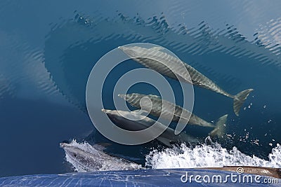 Common Dolphins swimming in the wake of a cruise ship`s bow Stock Photo