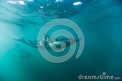 Common dophins swimming just beneath the surface Stock Photo