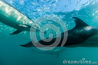 Common dophins swimming just beneath the surface Stock Photo