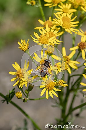 Drone fly on ragwort flowers Stock Photo