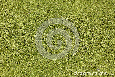 Green common duckweed Stock Photo