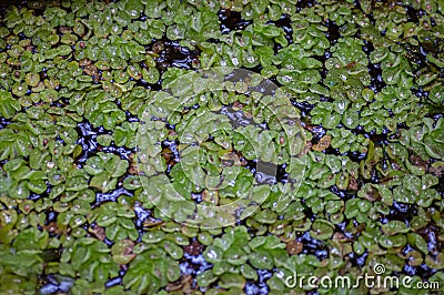 Common duckweed Lemna minor . Botanical macrophotography for illustration lemna on the pond Cartoon Illustration