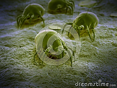 A common dust mite Cartoon Illustration