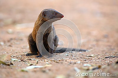 The common dwarf mongoose Helogale parvula, sometimes just called the dwarf mongoose sitting on the ground Stock Photo