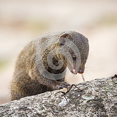 Common dwarf mongoose in Kruger National park Stock Photo