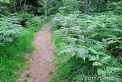 Common eagle fern Pteridium aquilinum L. Kuhn thickets along the forest path Stock Photo