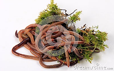 Common Earthworm Nightcrawler Lumbricus Terrestris, group of earthworm on white background Stock Photo