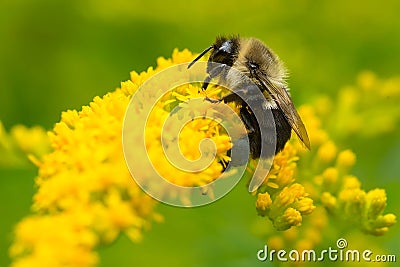 Common Eastern Bumble Bee - Bombus impatiens Stock Photo