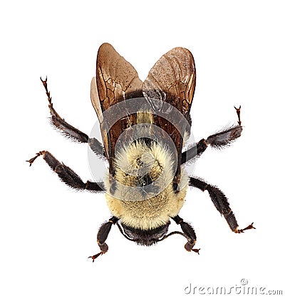 Common Eastern Bumblebee (Bombus impatiens) Stock Photo