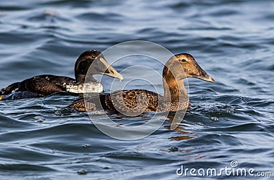 Common Eider duck pair swimming along blue water of the Atlantic Ocean in winter Stock Photo