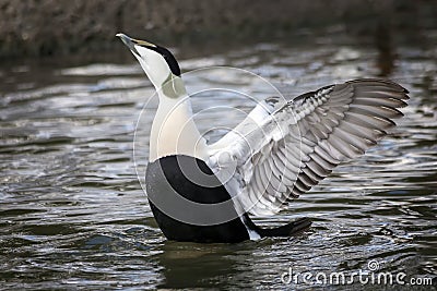 Common Eider Duck Somateria mollissima Stock Photo